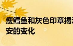 瘦鳕鱼和灰色印章揭示了波罗海食物网令人不安的变化