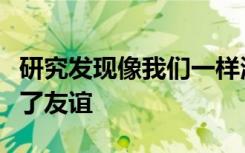 研究发现像我们一样海豚通过共同的兴趣形成了友谊