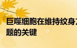 巨噬细胞在维持纹身方面的作用可能是解决问题的关键