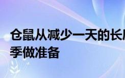 仓鼠从减少一天的长度中获取线索为漫长的冬季做准备