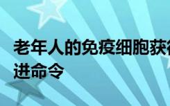 老年人的免疫细胞获得比青少年更为模糊的行进命令