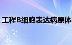 工程B细胞表达病原体特异性抗体以防止感染