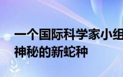 一个国际科学家小组描述了Elaphe属中一种神秘的新蛇种