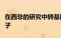 在西非的研究中转基因真菌迅速杀死了疟疾蚊子