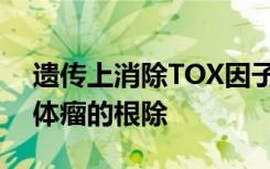 遗传上消除TOX因子可改善CAR T模型中实体瘤的根除