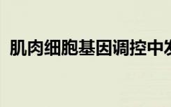 肌肉细胞基因调控中发挥作用的独特基因组