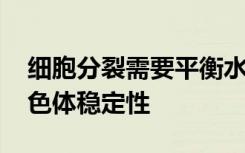 细胞分裂需要平衡水平的非编码RNA用于染色体稳定性