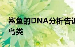 鲨鱼的DNA分析告诉科学家鲨鱼清除了哪种鸟类