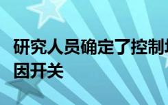 研究人员确定了控制坏脂肪向好脂肪转化的基因开关