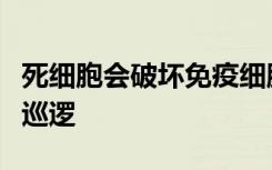 死细胞会破坏免疫细胞对伤口的反应和感染的巡逻