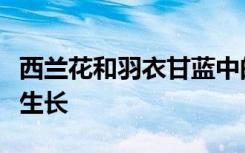 西兰花和羽衣甘蓝中的化合物有助于抑制肿瘤生长