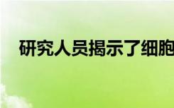 研究人员揭示了细胞大小控制的机制起源