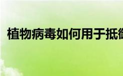 植物病毒如何用于抵御害虫和保持植物健康