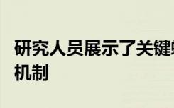 研究人员展示了关键蜂窝交换机中的双锁保护机制