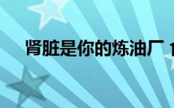 肾脏是你的炼油厂 食品可以使运行平稳