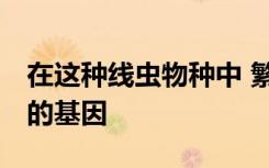 在这种线虫物种中 繁殖需要雄性 而不是它们的基因