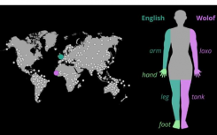 研究人员开发算法来理解人类如何形成身体部位词汇