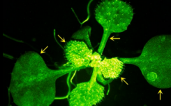 科学家拍摄植物与邻居交谈的视频