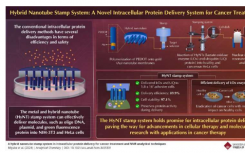使用混合纳米管通过细胞内蛋白质递送增强癌症治疗