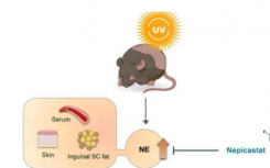 研究发现紫外线辐射可能影响皮下脂肪调节