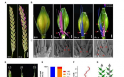 研究小组揭示大麦小穗发育机制