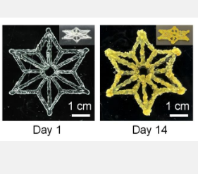 合成生物学与3D打印的结合产生可编程的活体材料