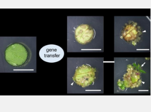 无需使用植物激素的新型植物遗传再生方法