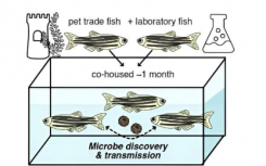 宠物贸易中斑马鱼中发现的新型病毒导致实验室鱼患病