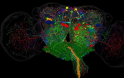 研究人员发现果蝇的神经元网络如何将简单的命令转化为复杂的行为