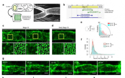 新模型揭示管状组织如何形成均匀的通道