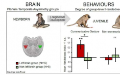 小狒狒的大脑解剖结构可以预测它们将用哪只手进行交流