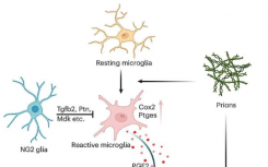 NG2 神经胶质细胞被证实可以预防朊病毒诱发的神经毒性和神经退行性