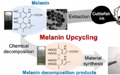 乌贼墨中的黑色素有望成为可持续生物质资源