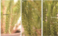 研究揭示了生物启发控制液体流动的机制