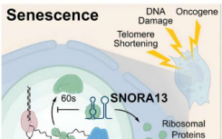 RNA研究发现调节细胞衰老的RNA分子