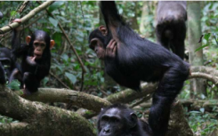 研究人员发现黑猩猩像人类对话一样快速地来回做手势