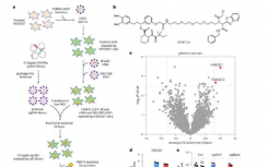 开发靶向蛋白质降解的新方法