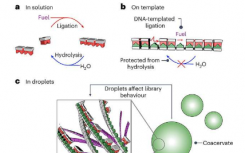 研究人员展示了可能稳定第一个 RNA 分子的机制