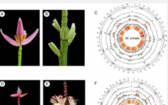 揭开芭蕉和绒毛芭蕉的遗传秘密深入了解果皮开裂和花青素的生物合成