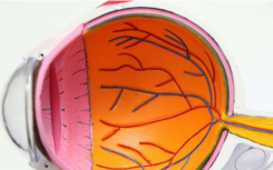 科学家寻找糖尿病视网膜病变的新治疗目标