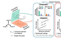 新研究揭示大脑如何整合疼痛预测和刺激