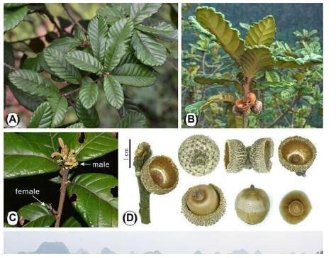 广西发现新橡树种