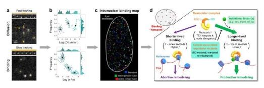 单分子成像揭示癌症相关染色质重塑的异常 DNA 结合动力学