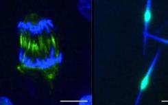 科学家发明了一种分子开关可以在生物系统之外按需控制细胞分裂